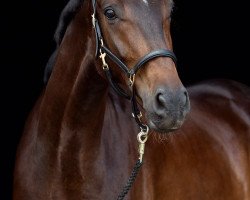 dressage horse Quentin Bergratino (Westphalian, 2013, from Quaterhall)