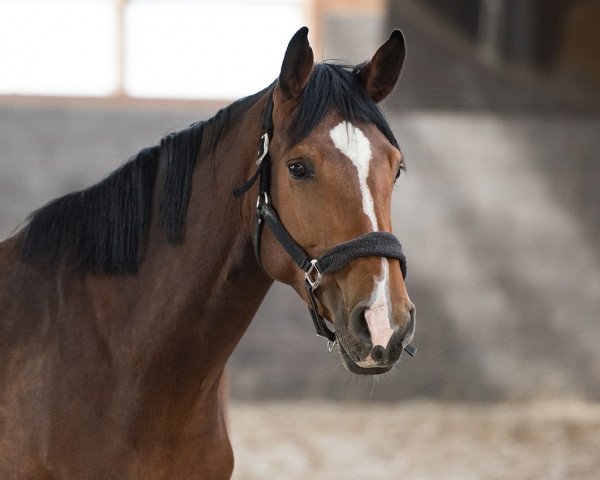 broodmare CC Catch (Westphalian, 2010, from Catoki)