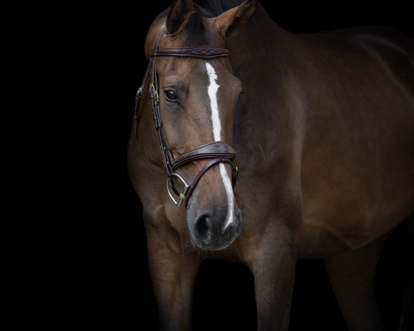 jumper Chattanooga 34 (KWPN (Royal Dutch Sporthorse), 2011, from Chin Champ)