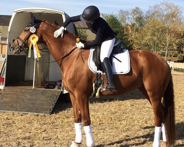 dressage horse Zackina Gold (Oldenburg, 2012, from Zack)