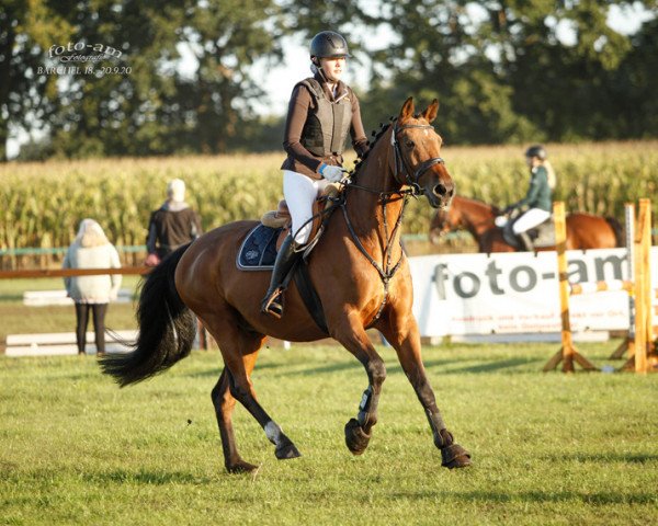 dressage horse Ruben 44 (Oldenburg, 2005, from Rousseau)