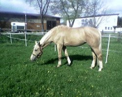 broodmare Mandala (Hessian Warmblood, 2000, from Mascarpone GF)