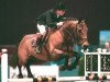 stallion Lauriston (Oldenburg, 1993, from Liberty M)