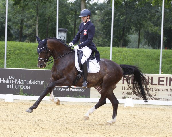 dressage horse Sir Liberty C (Oldenburg, 2009, from Sir Donnerhall I)