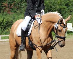 broodmare FS Nevada (German Riding Pony, 2013, from Fs Numero Uno)