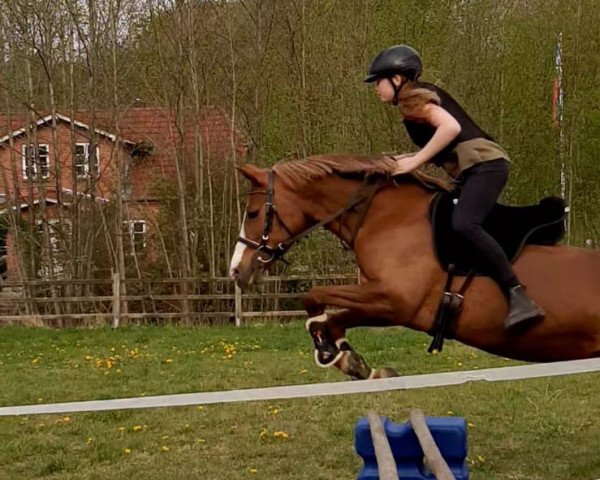 dressage horse Double Girl (German Riding Pony, 2002, from Dijon S)