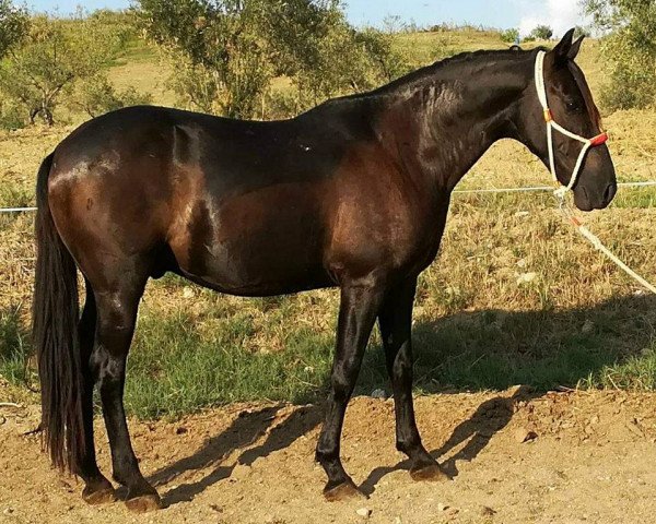 horse JARANO (Pura Raza Espanola (PRE),  )