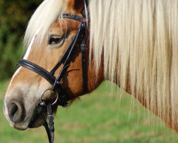 Springpferd Ydida (Haflinger, 2003, von Sternschnuppe)