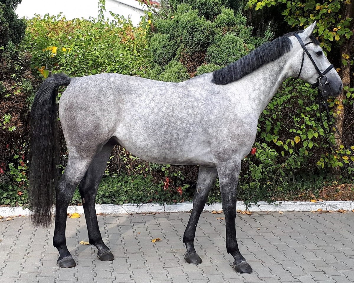 jumper Jacobson (KWPN (Royal Dutch Sporthorse), 2014, from Durango VDL)