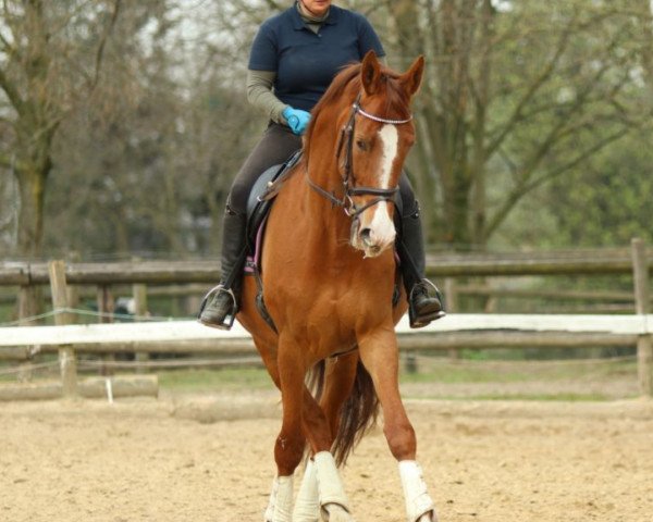 dressage horse Pikantje van Antje (KWPN (Royal Dutch Sporthorse), 2005, from Gribaldi)