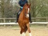 dressage horse Pikantje van Antje (KWPN (Royal Dutch Sporthorse), 2005, from Gribaldi)