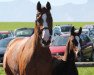 broodmare Cordula (Oldenburg, 2007, from Lordanos)