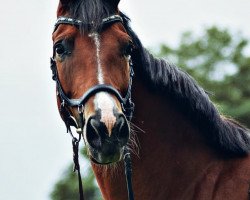 dressage horse Feiner Krümel (Bavarian, 2011, from Frankenherr)