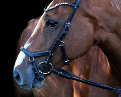 Springpferd Abby Dance (Deutsches Reitpferd, 2009, von Air Dancer)