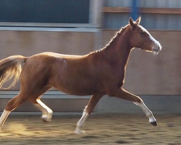 broodmare Sweet as sugar 3 (German Riding Pony, 2016, from Davenport II)