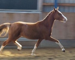 Zuchtstute Sweet as sugar 3 (Deutsches Reitpony, 2016, von Davenport II)