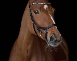 dressage horse Fräulein Frieda 4 (Württemberger, 2006, from Ferryman)