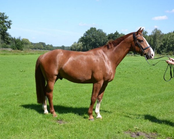 dressage horse Duncan 63 (Hanoverian, 2003, from Duntroon)