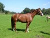 dressage horse Duncan 63 (Hanoverian, 2003, from Duntroon)