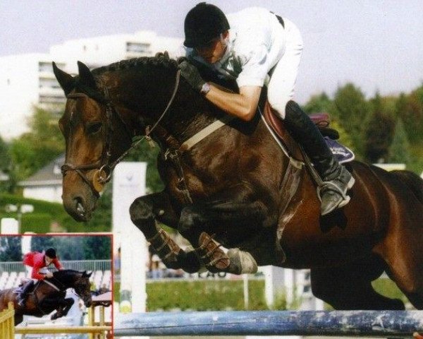 stallion Brahmann St Simeon (Selle Français, 1989, from Le Condeen)