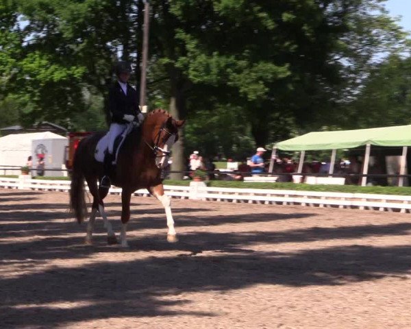 Reitturnier Hamm-Rhynern 2017