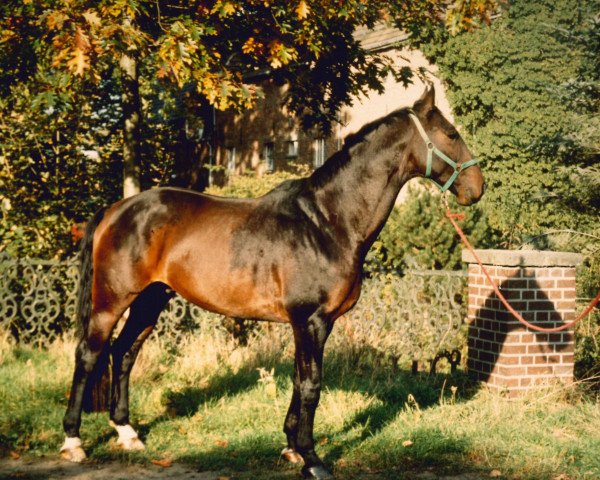 Pferd Furino (Westfale, 1985, von Fabelhaft)
