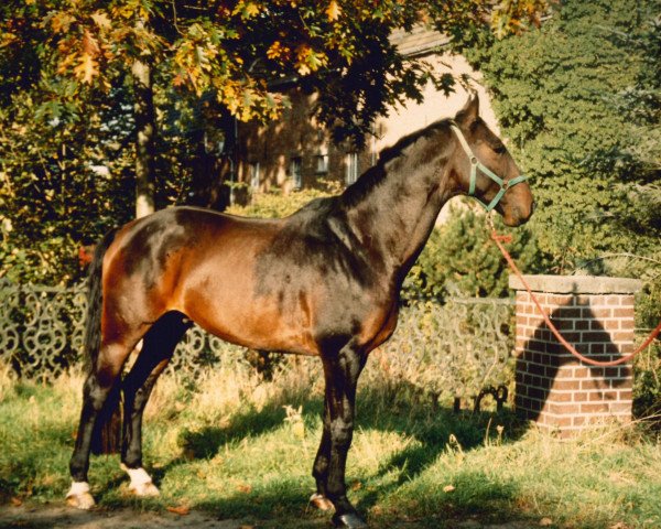 horse Furino (Westphalian, 1985, from Fabelhaft)