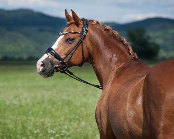 stallion Naminio (German Riding Pony, 2007, from Navajo)