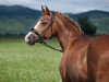 stallion Naminio (German Riding Pony, 2007, from Navajo)