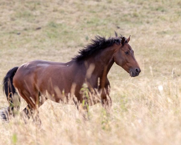 Pferd Cooper 143 (Deutsches Reitpferd, 2009, von Casado)