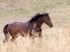 horse Cooper 143 (German Warmblood, 2009, from Casado)