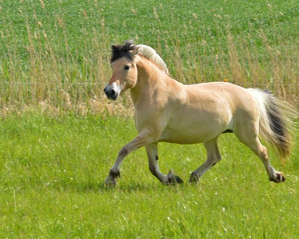 Pferd Florja von Clus (Fjordpferd, 2001, von Kvest Halsnæs)