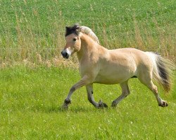 horse Florja von Clus (Fjord Horse, 2001, from Kvest Halsnæs)