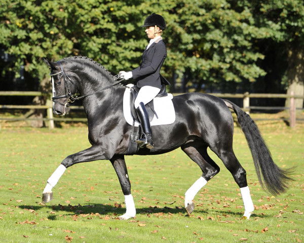 stallion Danciano (Hanoverian, 2010, from Dancier)