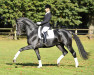 stallion Danciano (Hanoverian, 2010, from Dancier)