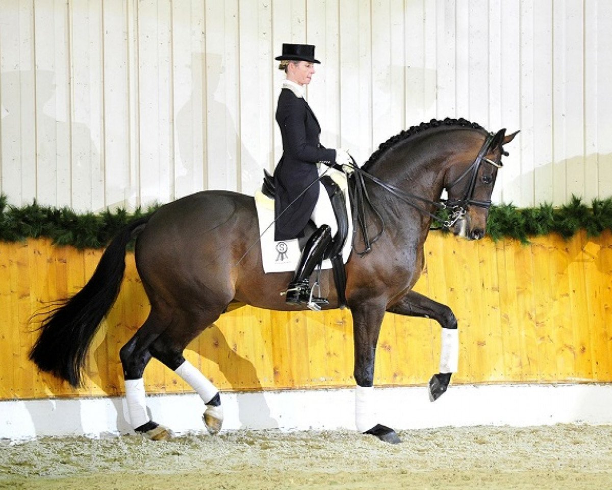 Deckhengst Bordeaux 28 (KWPN (Niederländisches Warmblut), 2006, von United)
