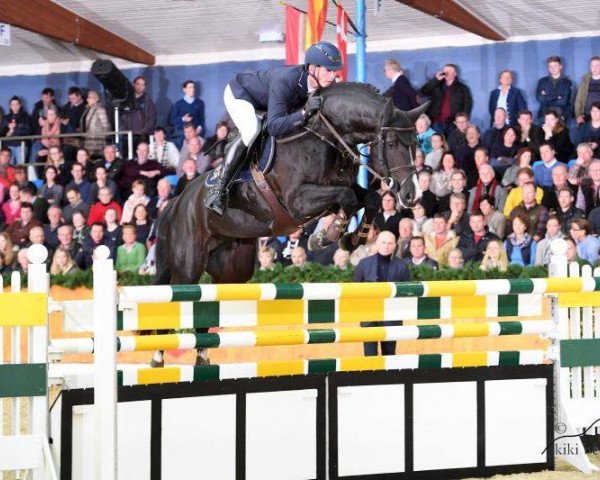 Deckhengst Baloutaire PS (Oldenburger Springpferd, 2011, von Balou du Rouet)