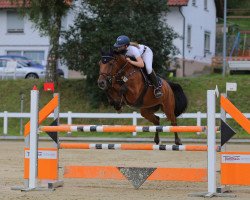 Springpferd Eldorado's Gijs (KWPN (Niederländisches Warmblut), 2011, von Eldorado vd Zeshoek Tn)