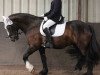 dressage horse Irish Kate (Tinker / Irish Cob / Gypsy Vanner, 2008)