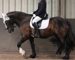 dressage horse Irish Kate (Tinker / Irish Cob / Gypsy Vanner, 2008)