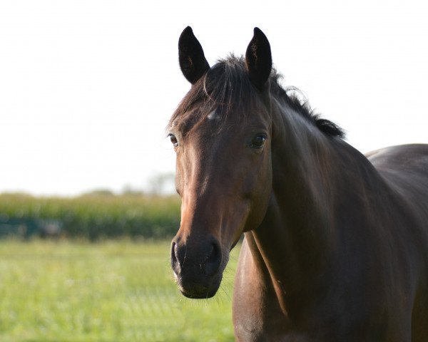 dressage horse Blueberry Muffin (Oldenburg, 2012, from Rosengold)