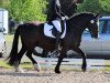 Dressurpferd Win Diesel (Tinker-Mix / Pinto Tinker / Crossbreed, 2007, von Willoby 'Mc Kenneth)