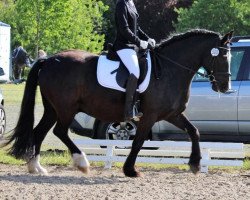 dressage horse Win Diesel (Tinker-Mix / Pinto Tinker / Crossbreed, 2007, from Willoby 'Mc Kenneth)