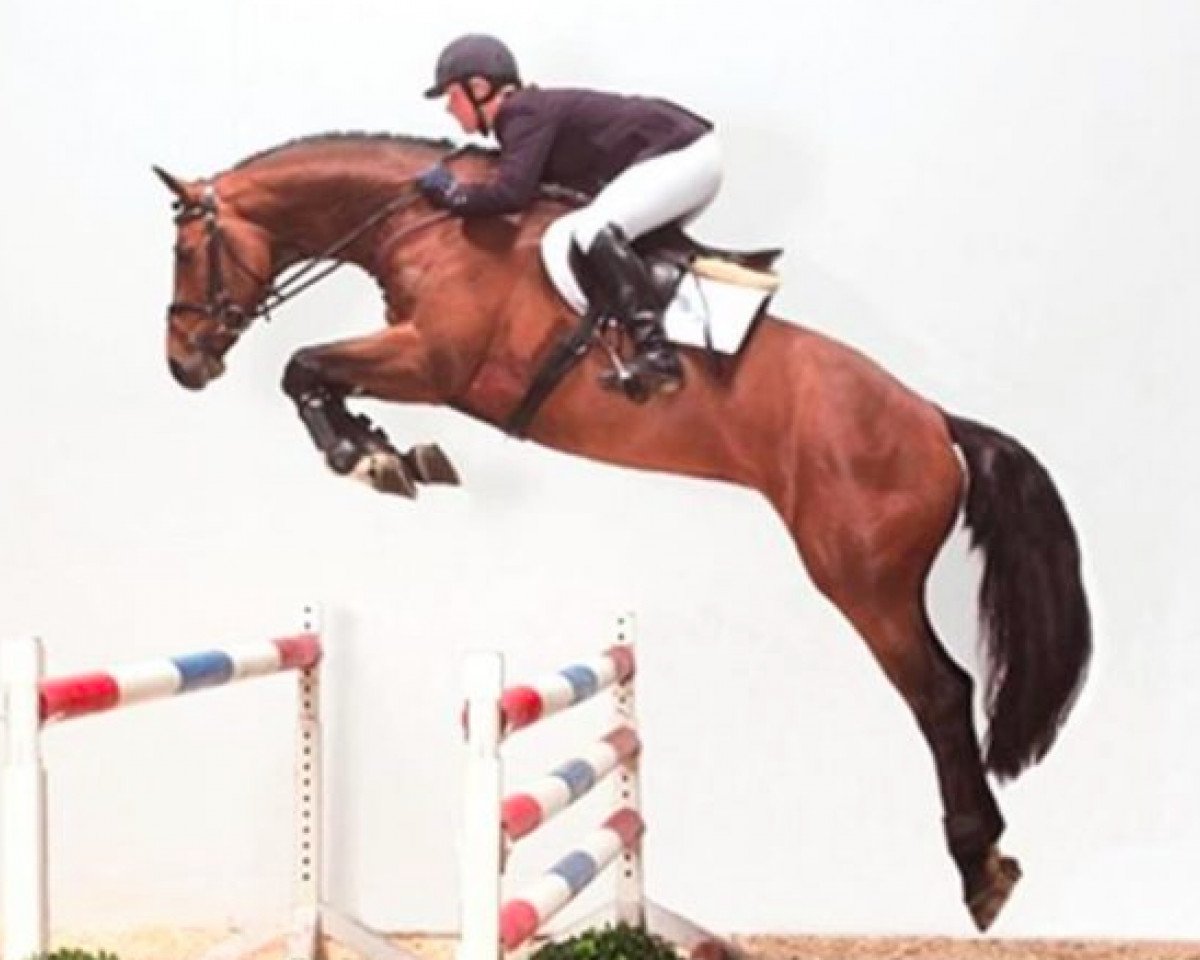 stallion Canto (Holsteiner, 2002, from Canturo)