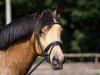 dressage horse Crown Guardian Angel (German Riding Pony, 2010, from Holsteins Gentleman)