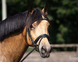 dressage horse Crown Guardian Angel (German Riding Pony, 2010, from Holsteins Gentleman)