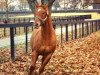 stallion Easy Goer xx (Thoroughbred, 1986, from Alydar xx)