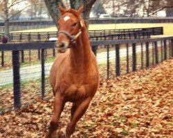 stallion Easy Goer xx (Thoroughbred, 1986, from Alydar xx)