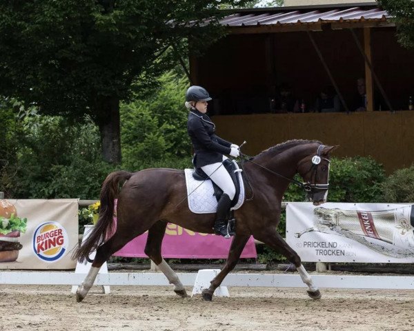 dressage horse Vulkanus G (German Sport Horse, 2010, from Vulkano 10)