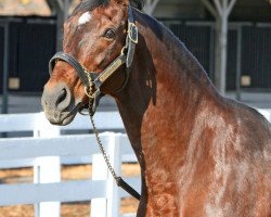 Deckhengst Alysheba xx (Englisches Vollblut, 1984, von Alydar xx)